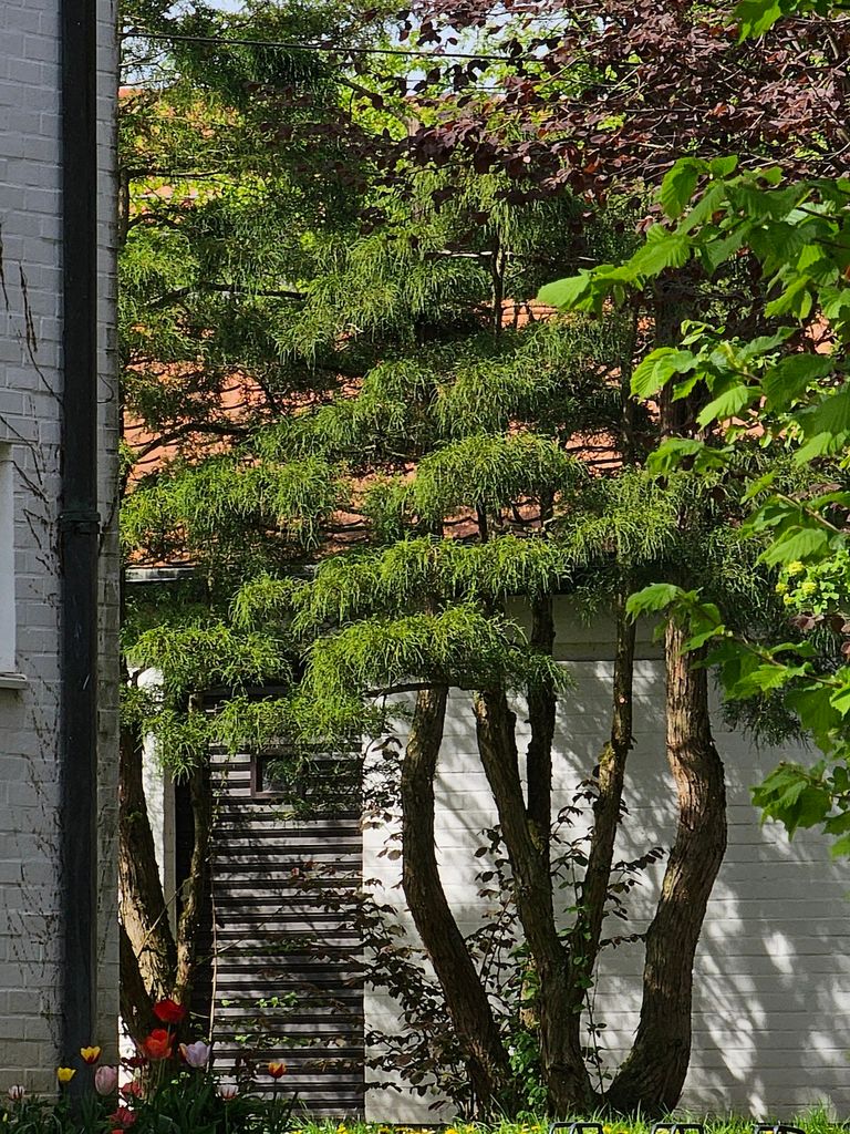 Chamaecyparis, als Niwaki-Baum geschnitten. Ein großer und prächtiger Garten-Bonsai, der das Gebäude dahinter ebenfalls zur Geltung bringt.
